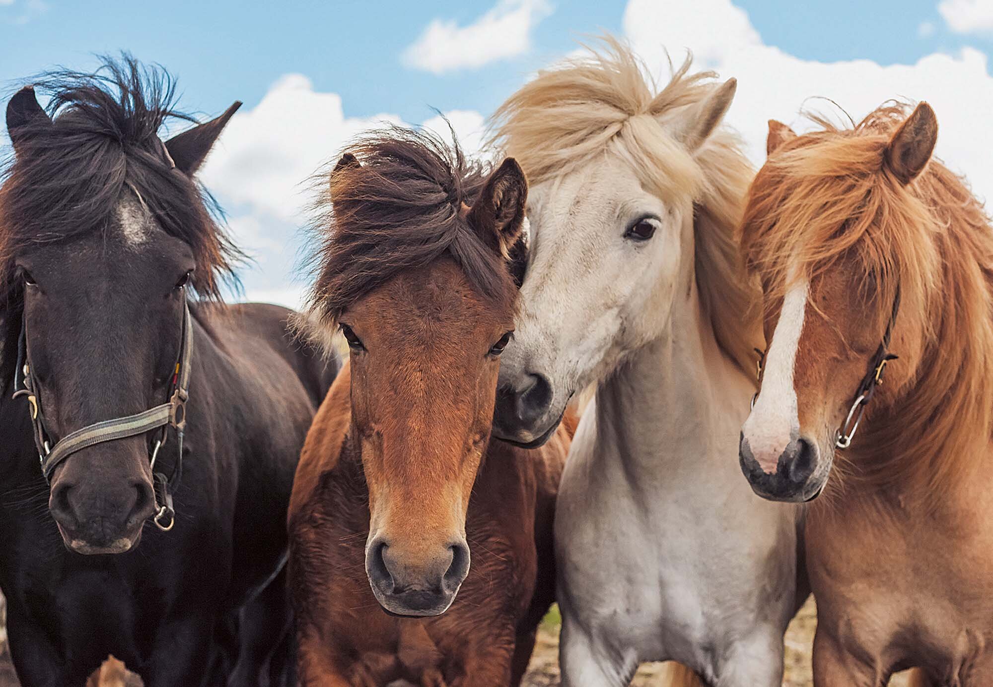 Ravensburger Puzzel - Paardenvrienden 2x24 stukjes