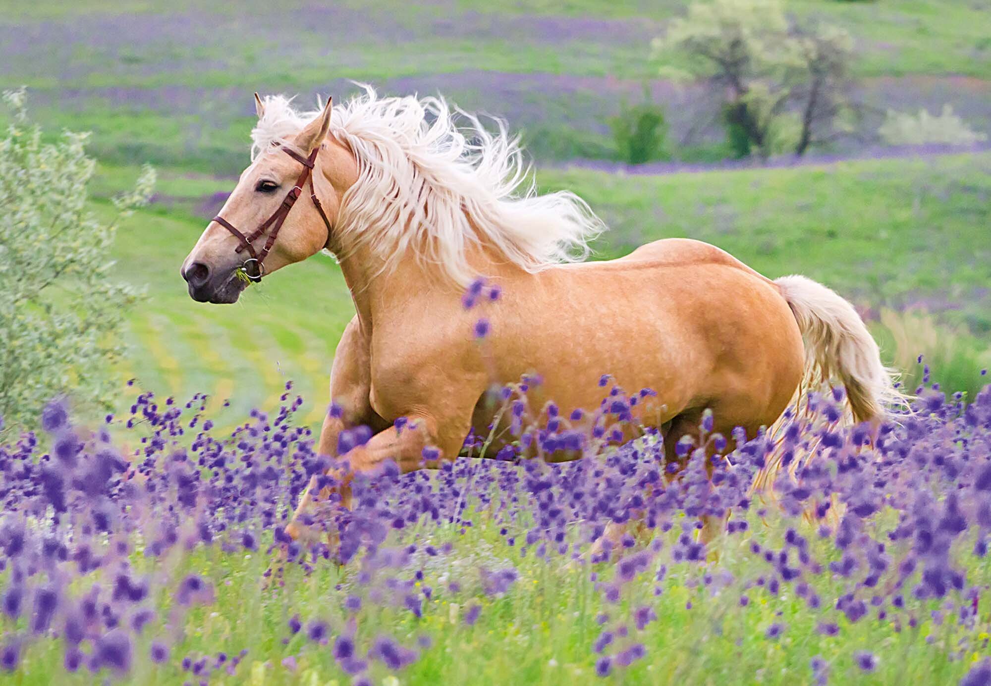 Ravensburger Puzzel - Paardenvrienden 2x24 stukjes