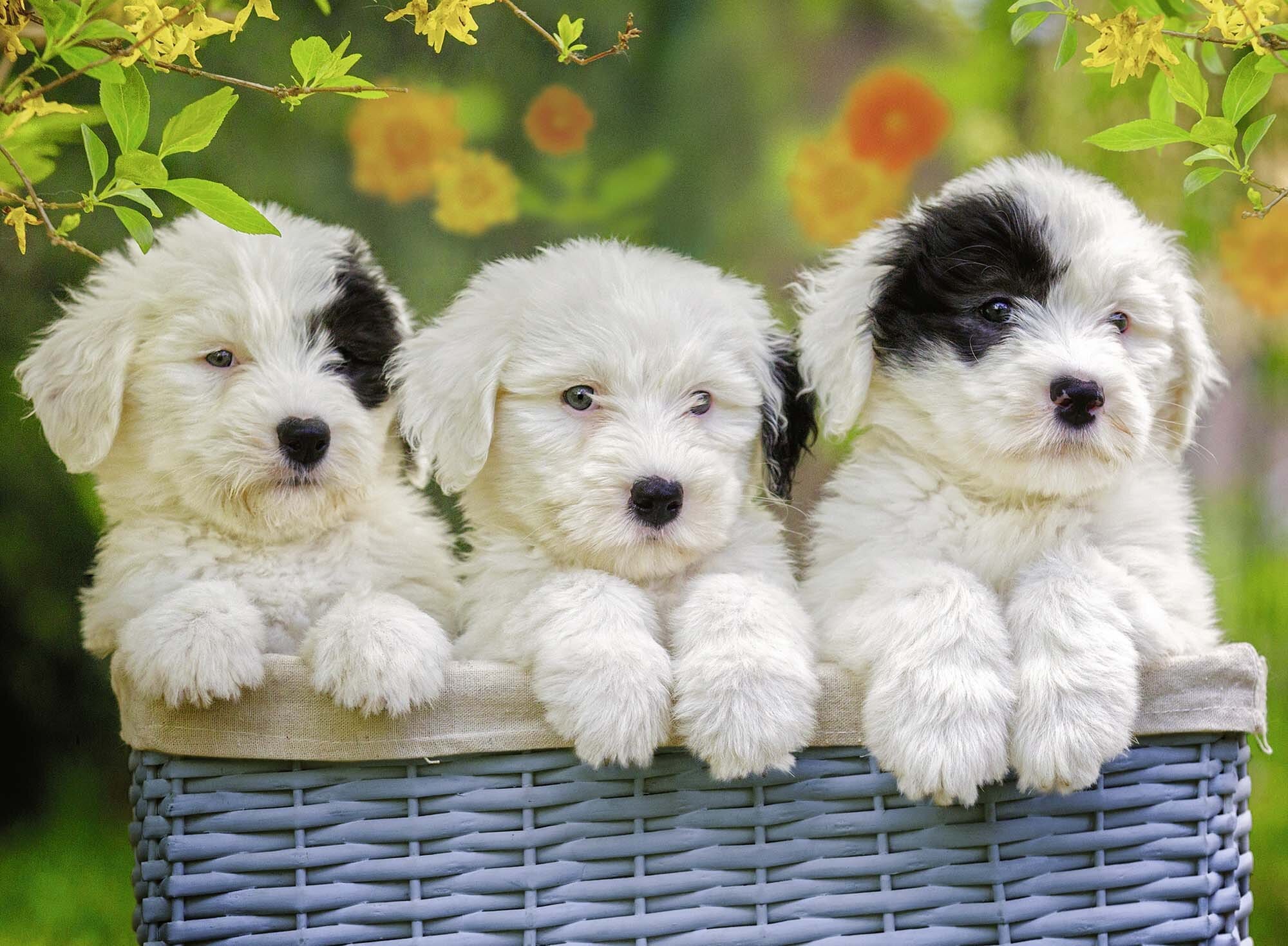 Ravensburger Puzzel - Knuffelige puppy's 200 stukjes XXL