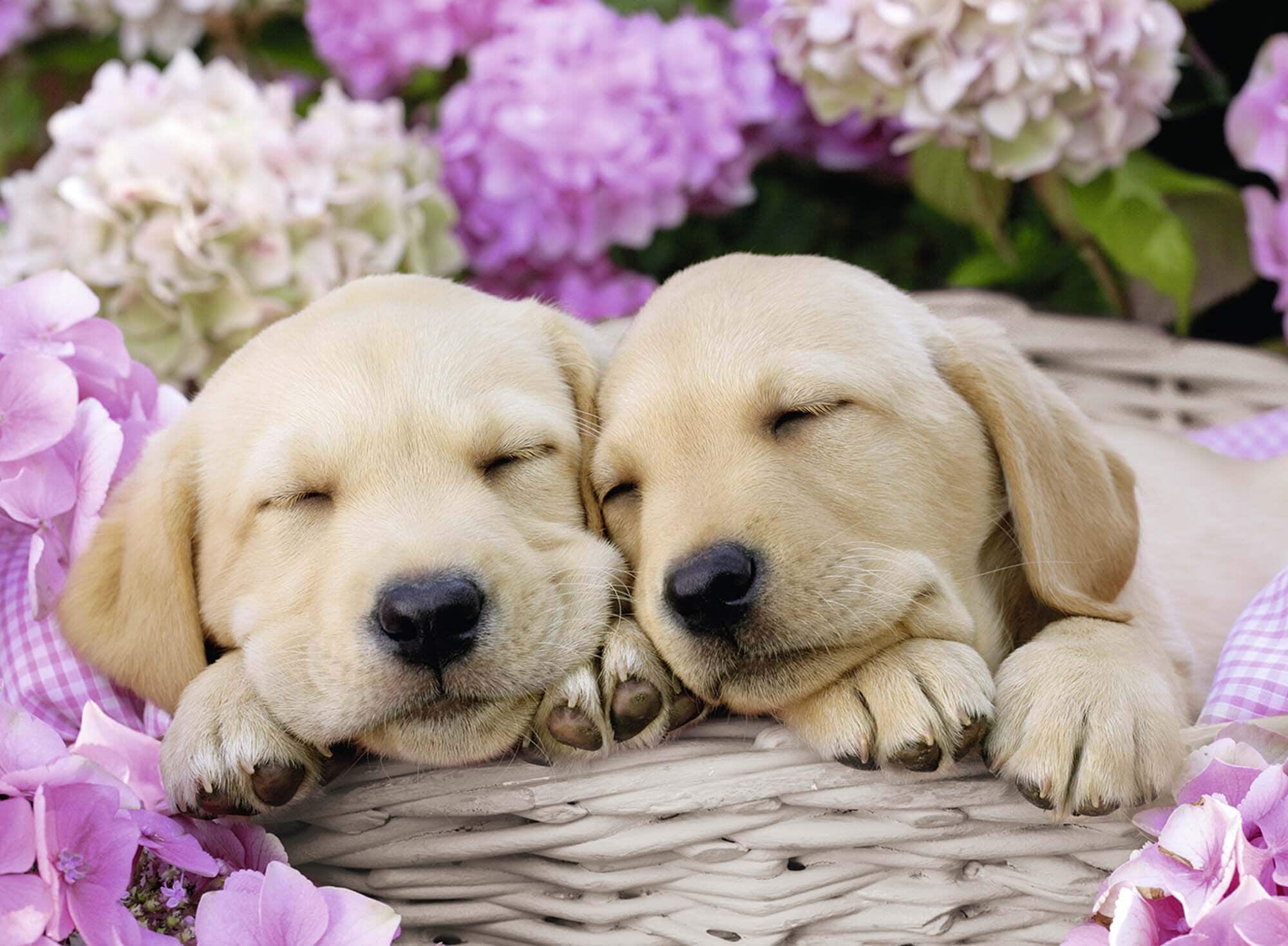Ravensburger Puzzel - Puppy's 300 stukjes XXL
